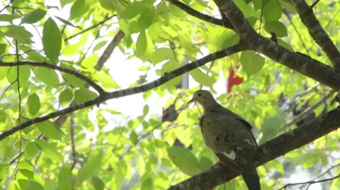 Mourning Dove on Windy Tree Branch in Sunlight Stock Footage 58106178