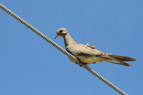 Mourning Dove on a wire Stock Photos