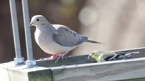 Mourning doves 1 Video stock 86671665