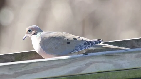 Mourning doves 2 Video stock 86671699