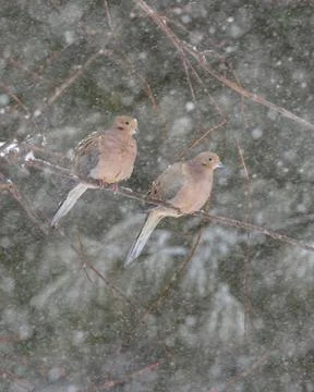 Mourning doves couple perching on tree branch in heavy snowstorm Stock Photos