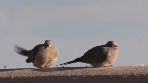 Mourning Doves on Fence Stockbeeldmateriaal 48840560