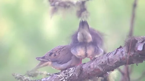 Mourning Doves Mating 库存影片 247984816