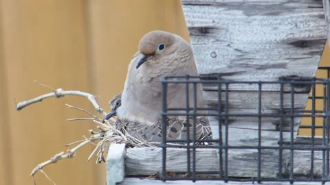 Mourning Doves Nesting In Tree House Stock Footage 153109182