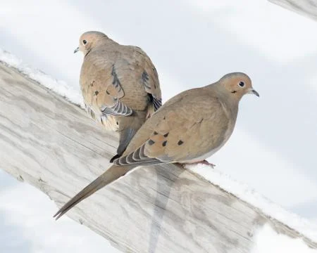 Mourning Doves Stock Photos