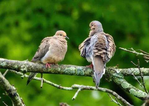 Mourning Doves in the Rain Stock Photos