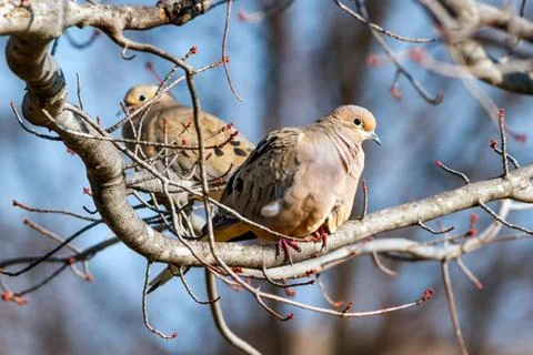 Mourning Doves Resting Foto stock