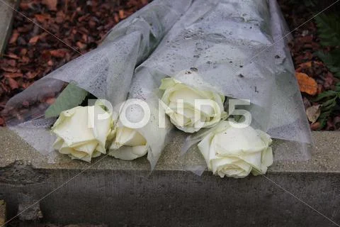 Mourning roses Stock Photos
