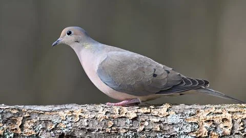 MourningDove Stock Photos