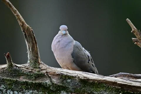 MourningDove Stock Photos