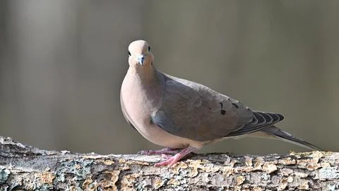 MourningDove2 Stock Photos