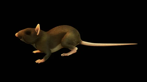 Mouse-02 Stockbeeldmateriaal 40700701