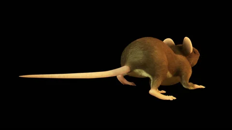 Mouse-03 Stockbeeldmateriaal 40700899