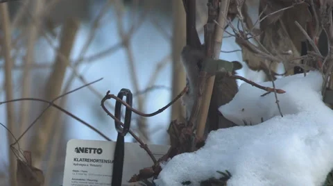 Mouse 720P Stock Footage 998894