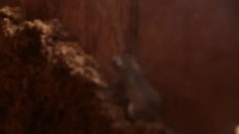 Mouse in Abandoned Window Frame Stock Footage 73120555