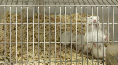 Mouse action in cage Stock Footage 327465