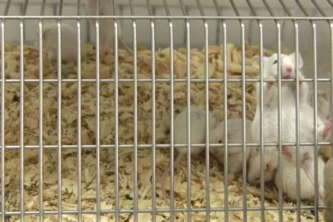 Mouse action in cage NTSC 스톡 동영상 327366