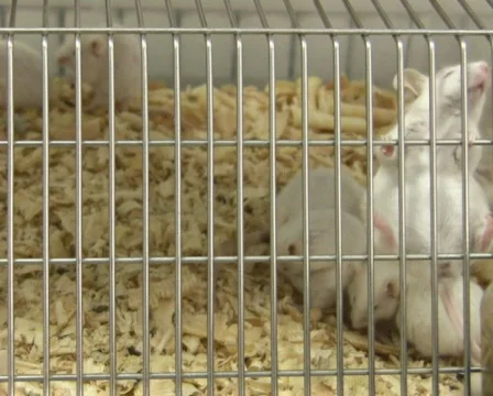 Mouse action in cage PAL Stock Footage 327378