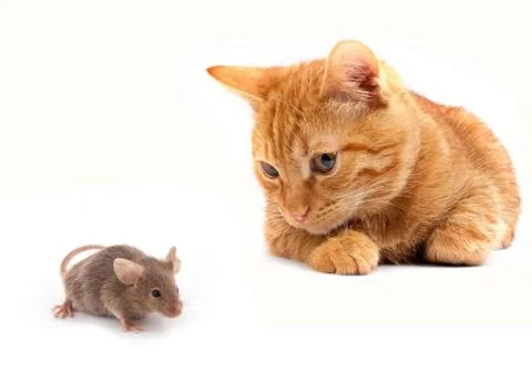 Mouse and cat Stock Photos