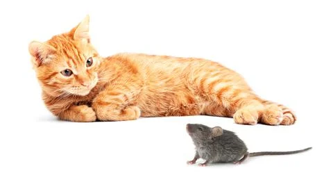 Mouse and cat Stock Photos