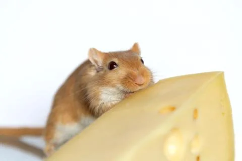Mouse and cheese Stock Photos