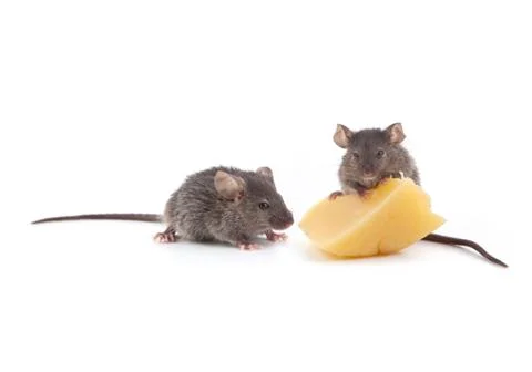 Mouse and cheese Foto stock