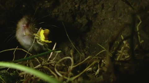 Mouse and  flower in its underground burrow Stock Footage 309518227
