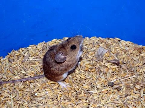 Mouse and oats Stock Photos