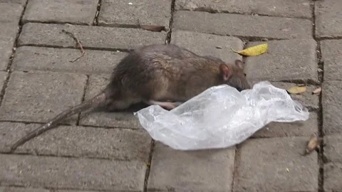 Mouse and Plastic Stock Footage 282907229