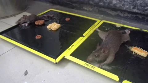 Mouse attached to glue mousetrap Stock Footage 235662360