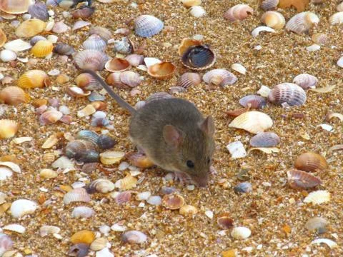A mouse on the beach. Stock Photos
