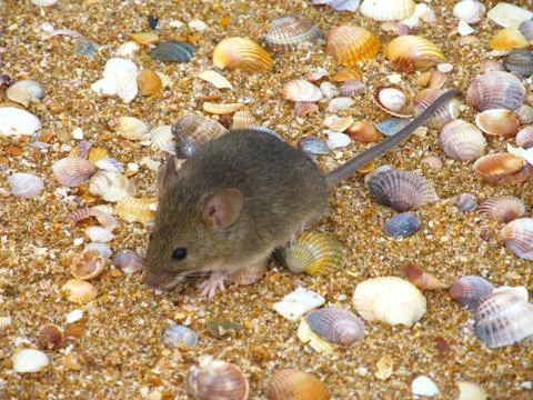 A mouse on the beach. Stock Photos