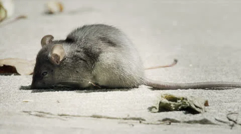 Mouse been poisoned still breathing Stock Footage 24766476