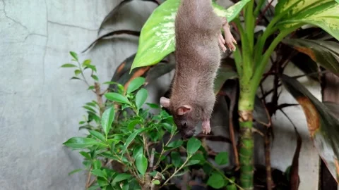 The mouse is being held vertically near the plant. Video stock 329086341