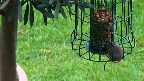 Mouse on bird feeder Video stock 89811476