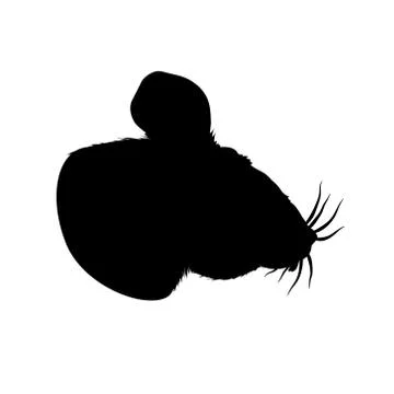 Mouse black silhouette, bust. Vector fluffy illustration on light background. Stock Illustration