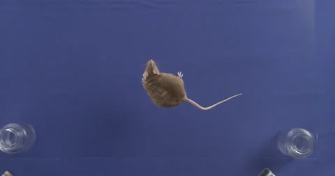 Mouse on bluescreen, keying Stock Footage 146431506