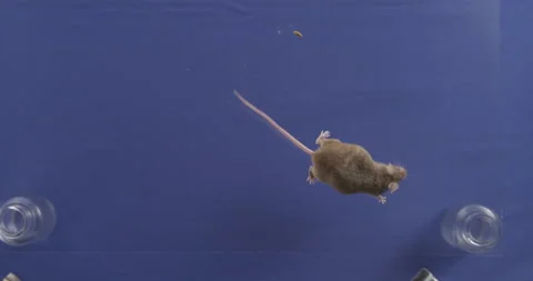 Mouse on bluescreen, mouse in maze Stock Footage 146434726