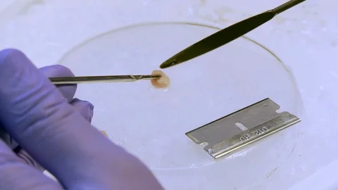 Mouse brain dissection on glass dish with scalpel close up continued Stock Footage 92622919