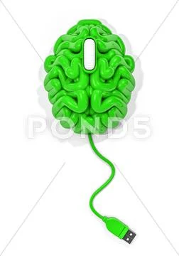 Mouse brain Stock Illustration