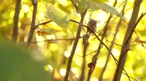 Mouse on a Branch in the Autumn Forest 스톡 동영상 58586555