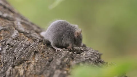 Mouse on a Branch in the Autumn Forest Video stock 96065945