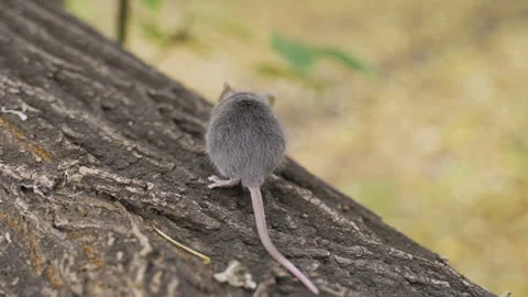 Mouse on a Branch in the Autumn Forest Stock Footage 96100180