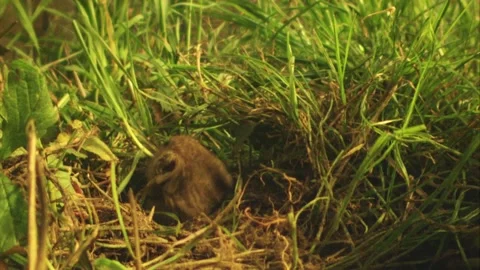 Mouse brings grass into its burrow Stock Footage 304664490