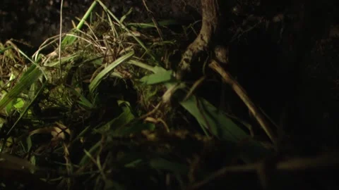 Mouse building a nest in its underground burrow Stock Footage 309518212