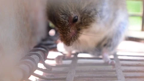 Mouse in a cage, cleans the face, scratching oneself Stock Footage 117047702