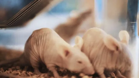 Mouse in cage a lot of. Big Group of Pet White Mice in an Aquarium. Mouse in the Stock Footage 81416058