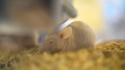 Mouse in cage a lot of. Big Group of Pet White Mice in an Aquarium. Mouse in the Stock Footage 81416630