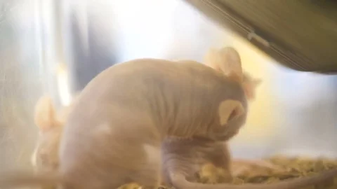 Mouse in cage a lot of. Big Group of Pet White Mice in an Aquarium. Mouse in the Stock Footage 81422624
