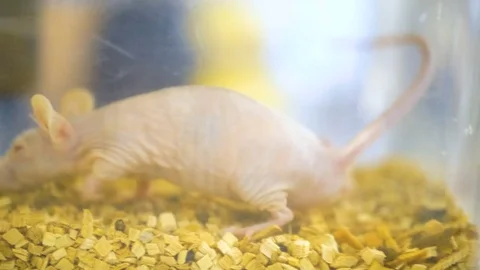 Mouse in cage a lot of. Big Group of Pet White Mice in an Aquarium. Mouse in the Stock Footage 81422649